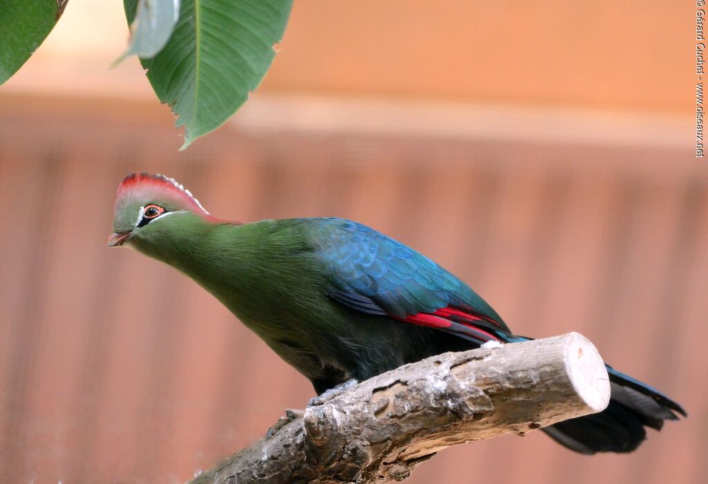 Fischer's Turaco