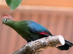 Fischer's Turaco