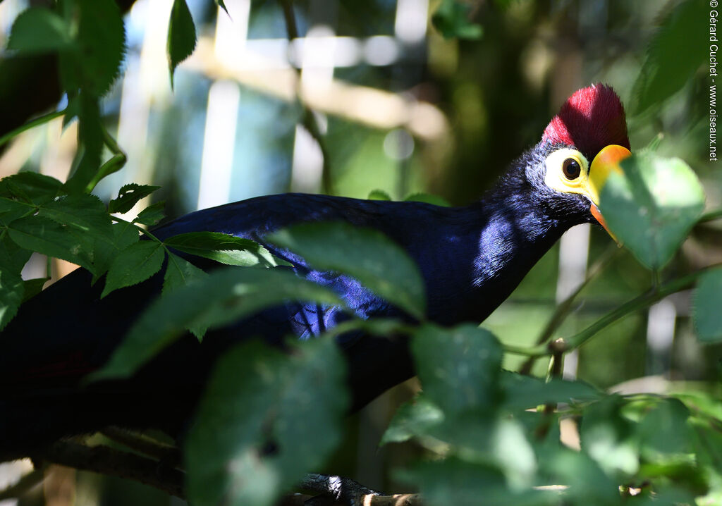 Ross's Turaco, identification