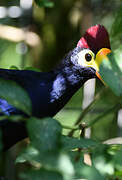 Ross's Turaco