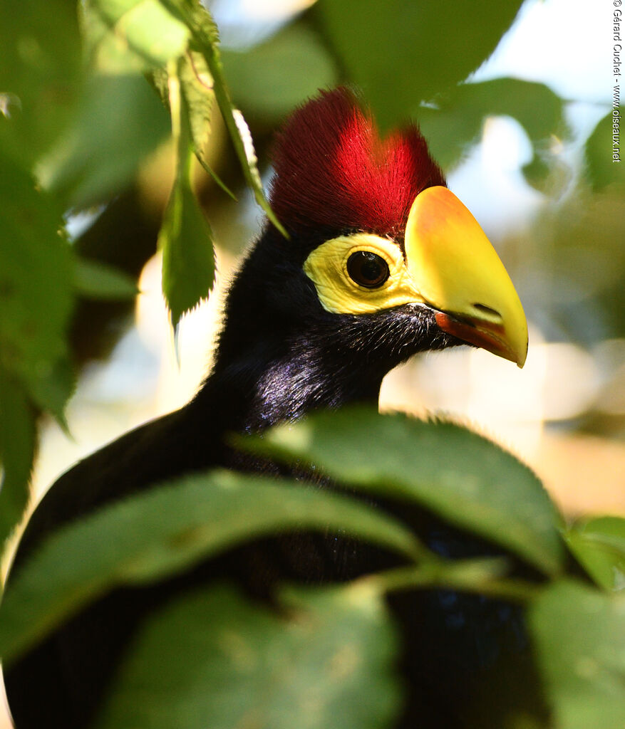 Touraco de Lady Ross, portrait