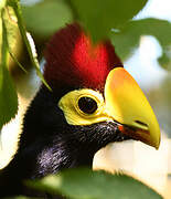 Ross's Turaco