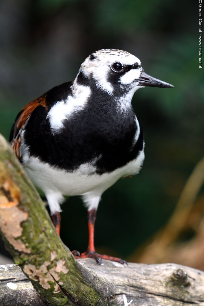 Ruddy Turnstone, close-up portrait