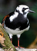 Ruddy Turnstone