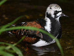 Ruddy Turnstone