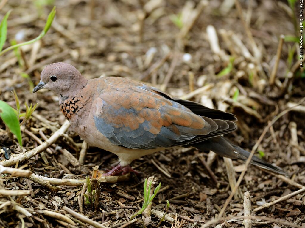 Laughing Dove