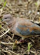 Laughing Dove