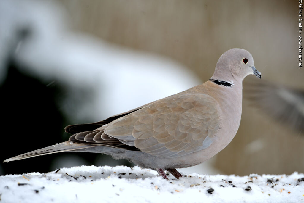 Eurasian Collared Dove