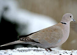 Eurasian Collared Dove