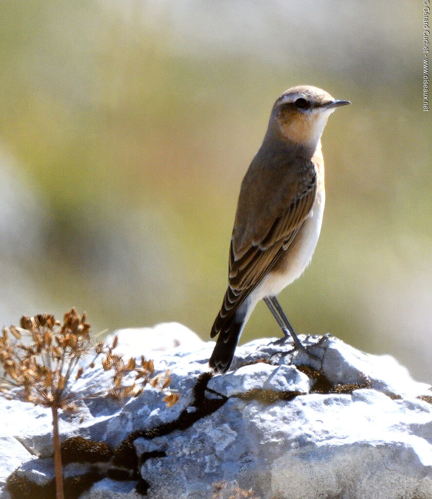 Traquet motteux, identification