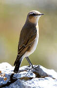 Northern Wheatear