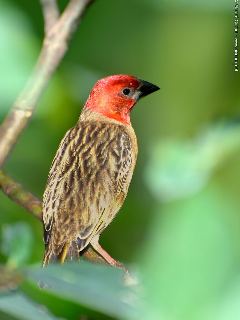 Red-headed Quelea male