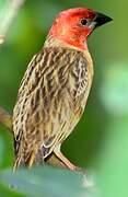 Red-headed Quelea