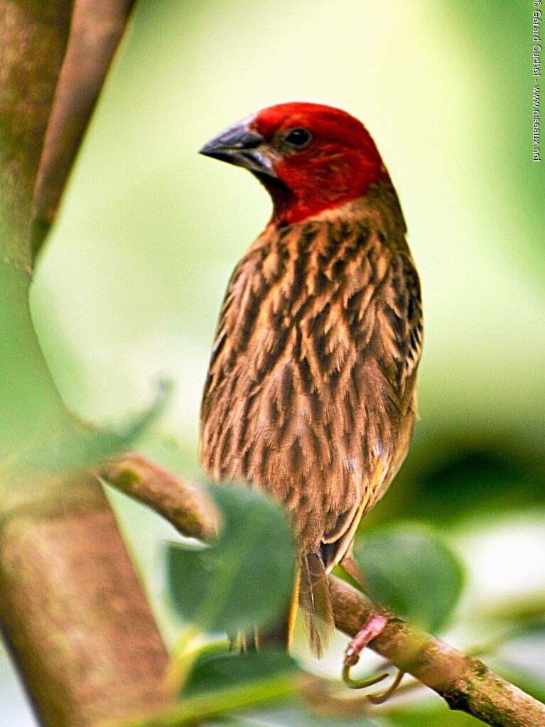 Red-headed Quelea