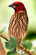 Red-headed Quelea