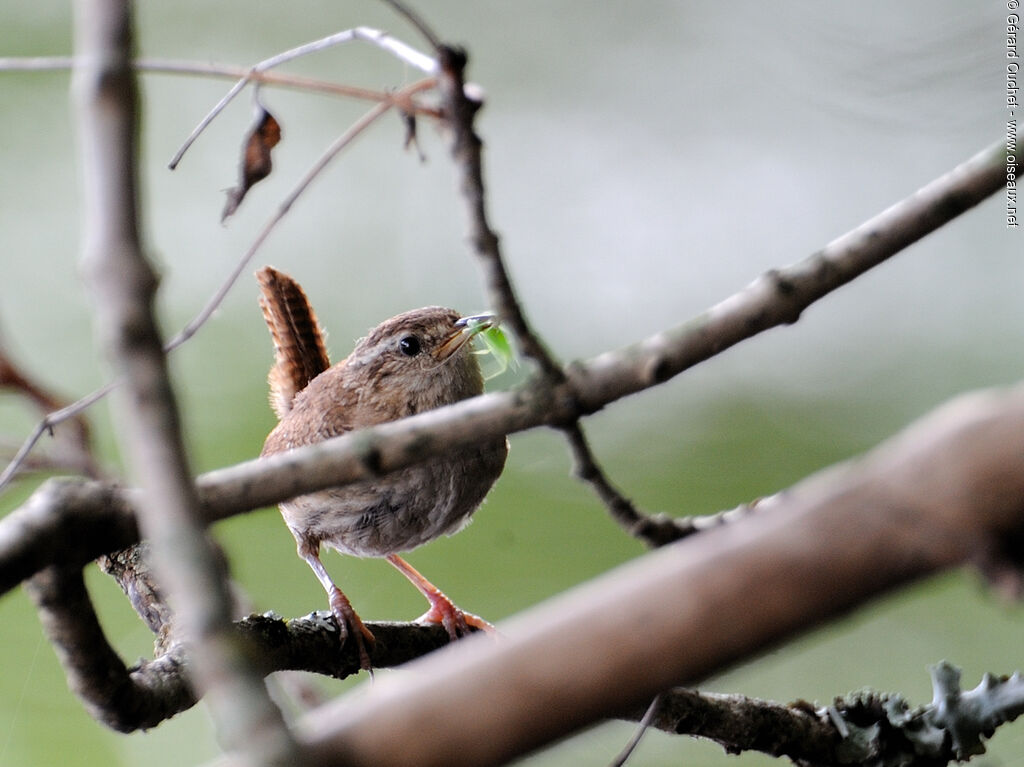 Eurasian Wren