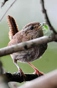 Eurasian Wren