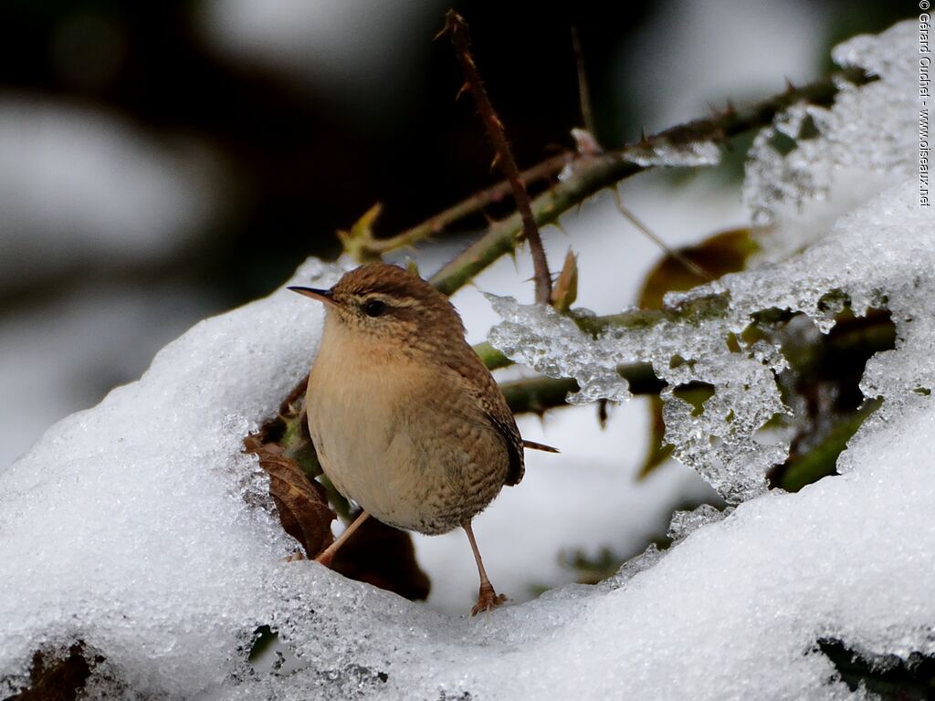 Eurasian Wren