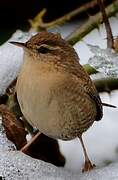 Eurasian Wren