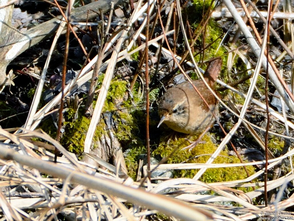 Eurasian Wren