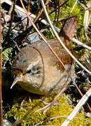 Eurasian Wren