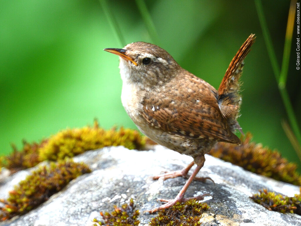 Eurasian Wren, identification