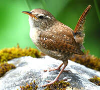 Eurasian Wren