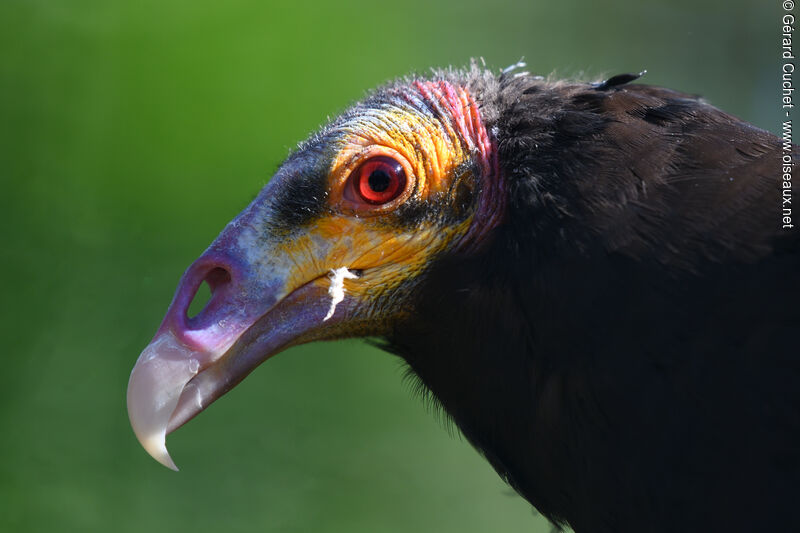 Lesser Yellow-headed Vulture, close-up portrait