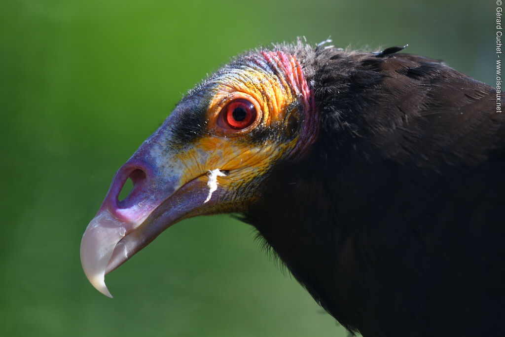 Lesser Yellow-headed Vulture, close-up portrait