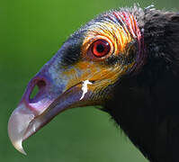 Lesser Yellow-headed Vulture