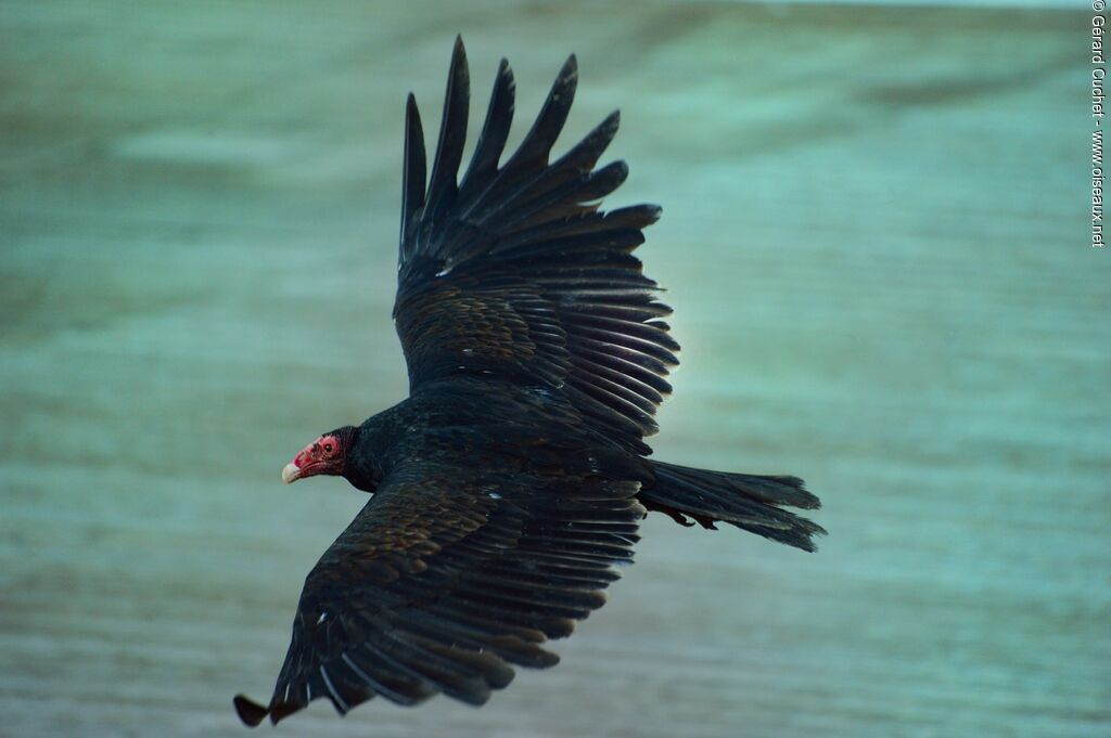 Turkey Vulture