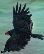 Turkey Vulture