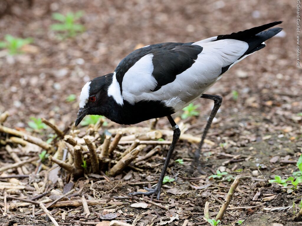 Blacksmith Lapwing