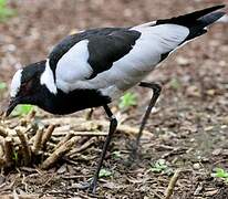 Blacksmith Lapwing