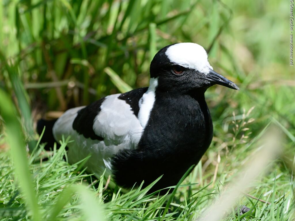 Blacksmith Lapwing