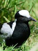 Blacksmith Lapwing