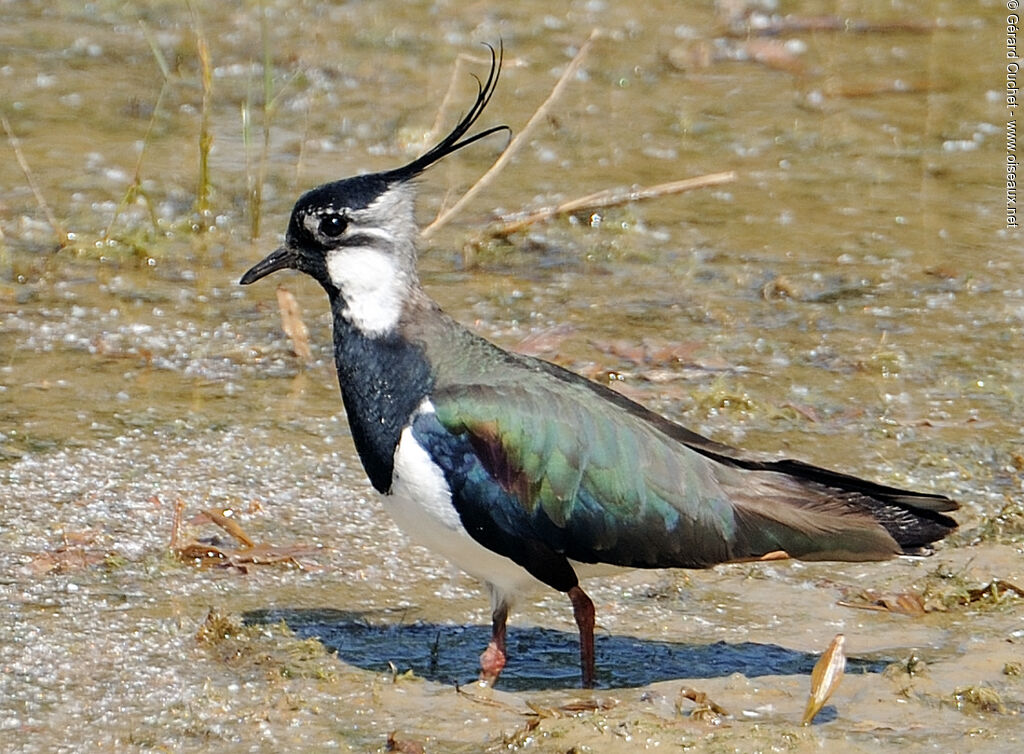 Northern Lapwing