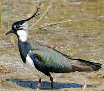 Northern Lapwing