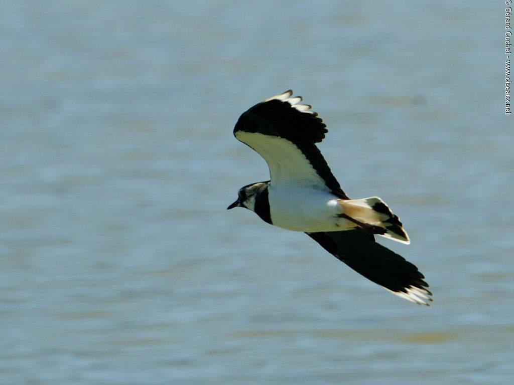 Northern Lapwing