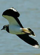 Northern Lapwing