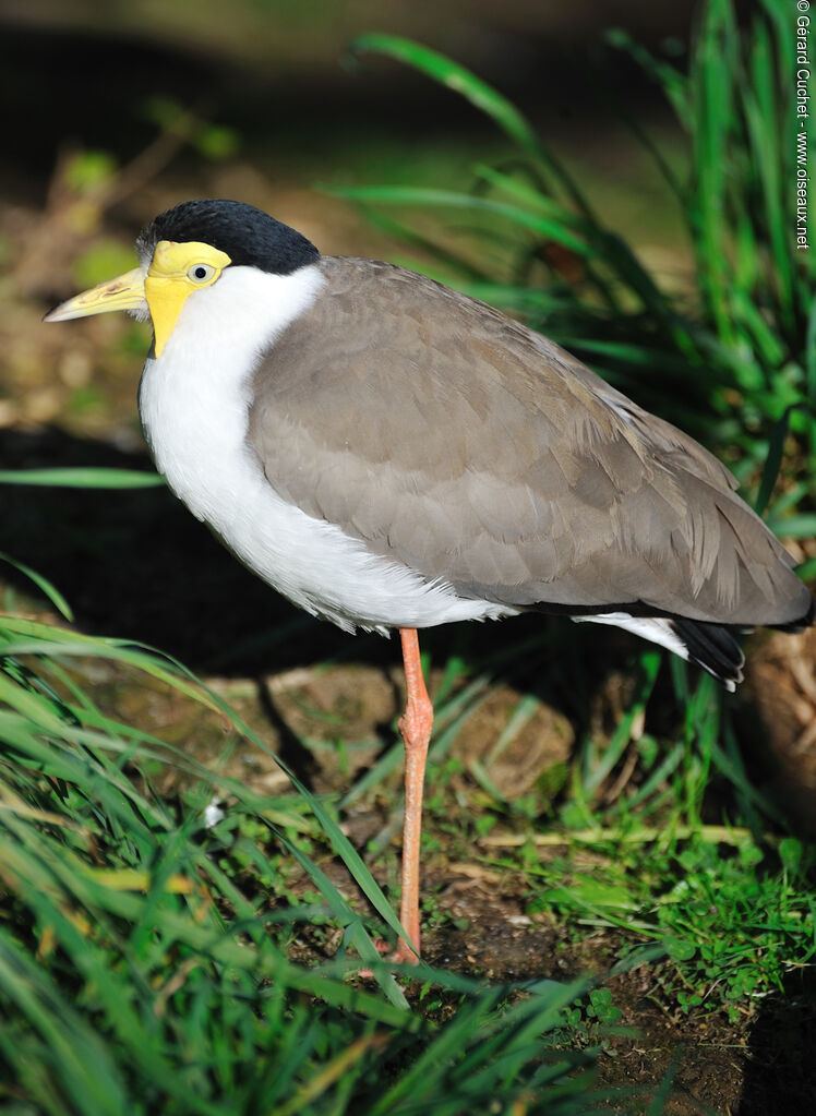 Masked Lapwing