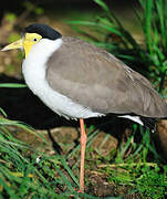 Masked Lapwing