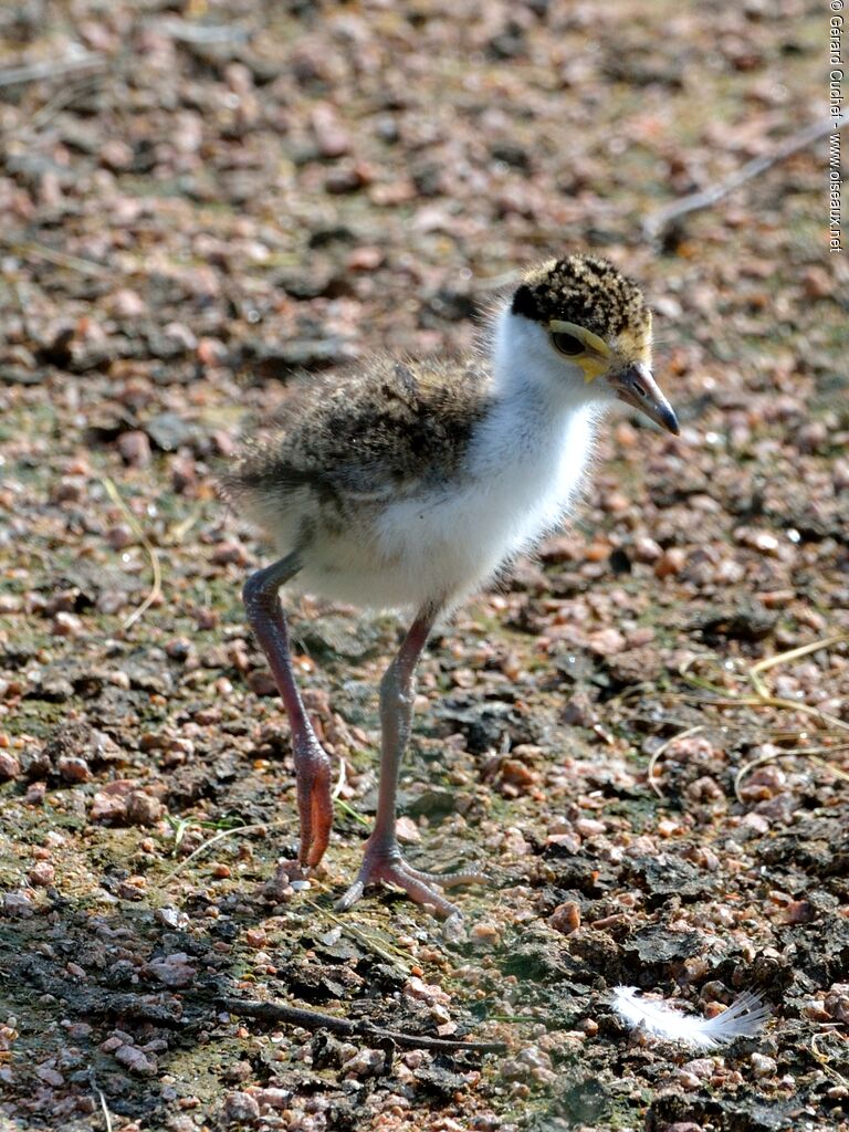 Masked Lapwingjuvenile