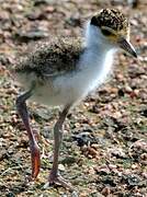 Masked Lapwing