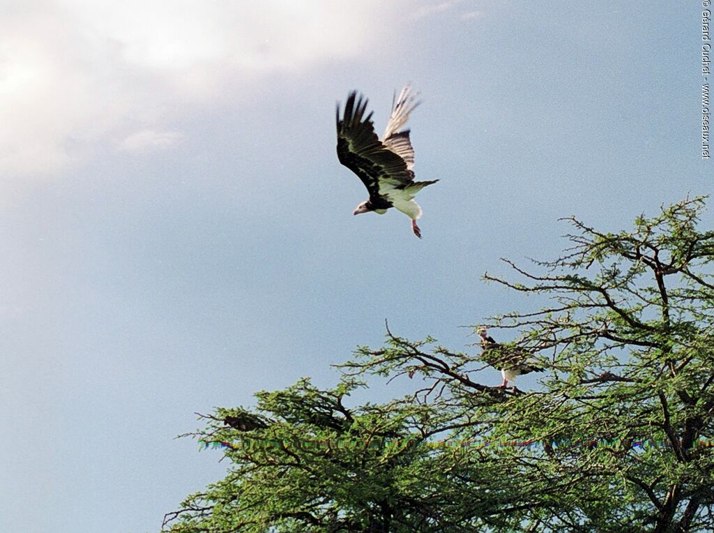 White-headed Vulture