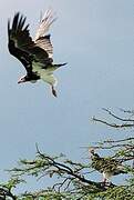 White-headed Vulture