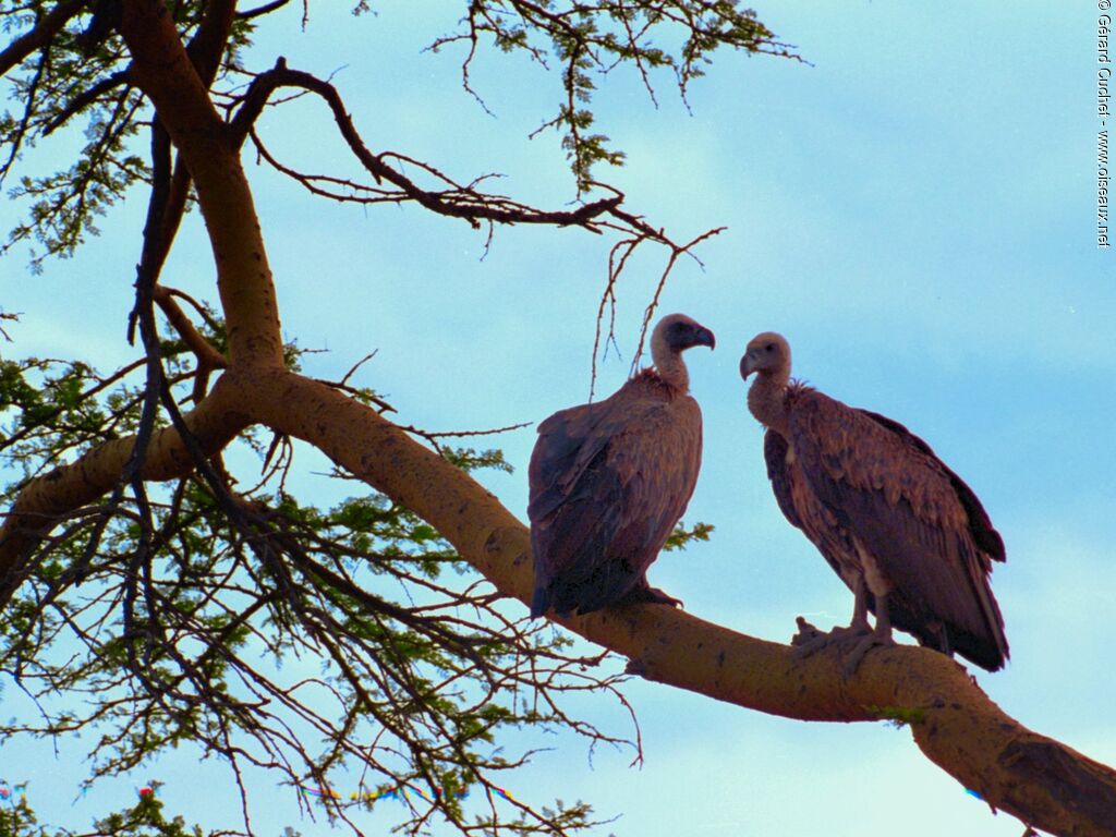 White-backed Vulture