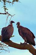 White-backed Vulture