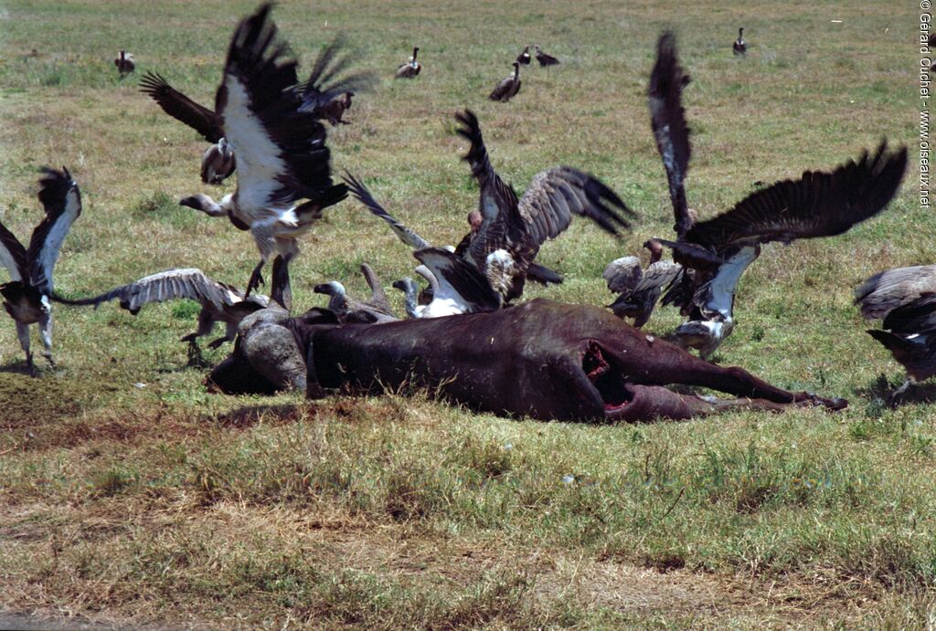 White-backed Vulture