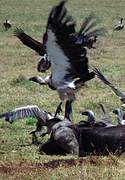 White-backed Vulture